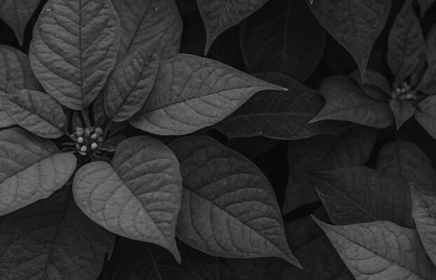 Sprechzeiten Weihnachten/Silvester 2025